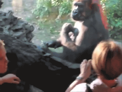 Végtelenül cuki integő állatok, akik feldobják a napodat