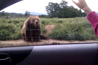 Végtelenül cuki integő állatok, akik feldobják a napodat