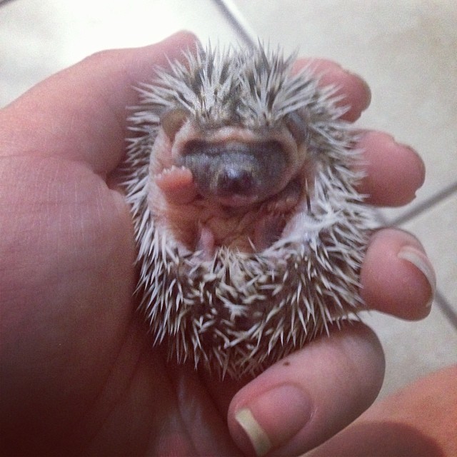 Végtelenül cuki integő állatok, akik feldobják a napodat