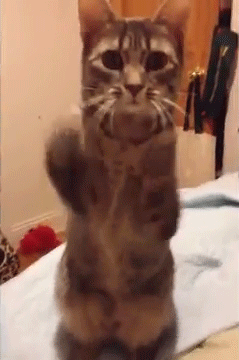 Végtelenül cuki integő állatok, akik feldobják a napodat