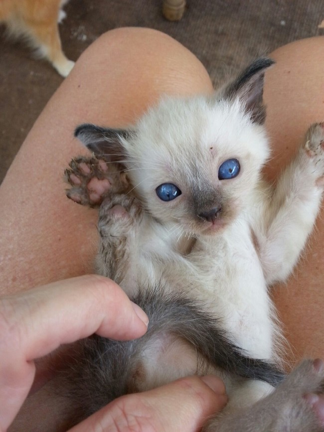 Végtelenül cuki integő állatok, akik feldobják a napodat Végtelenül cuki integő állatok, akik feldobják a napodat