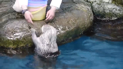 18 cuki integő állat, akik feldobják a napodat