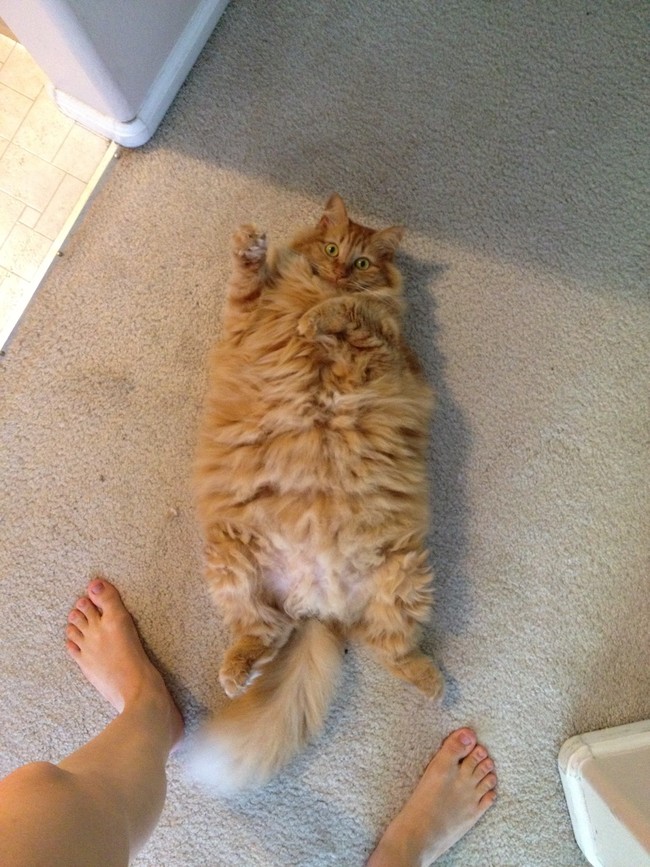 18 cuki integő állat, akik feldobják a napodat