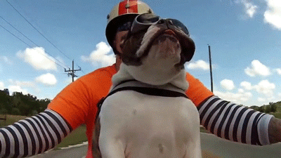 18 cuki integő állat, akik feldobják a napodat