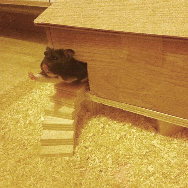 18 cuki integő állat, akik feldobják a napodat