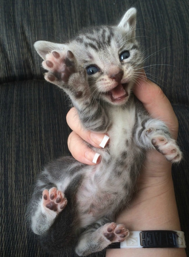 18 cuki integő állat, akik feldobják a napodat