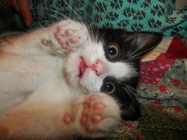 Végtelenül cuki integő állatok, akik feldobják a napodat