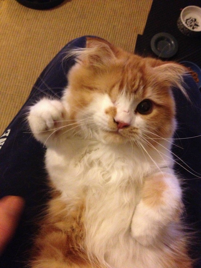 Végtelenül cuki integő állatok, akik feldobják a napodat