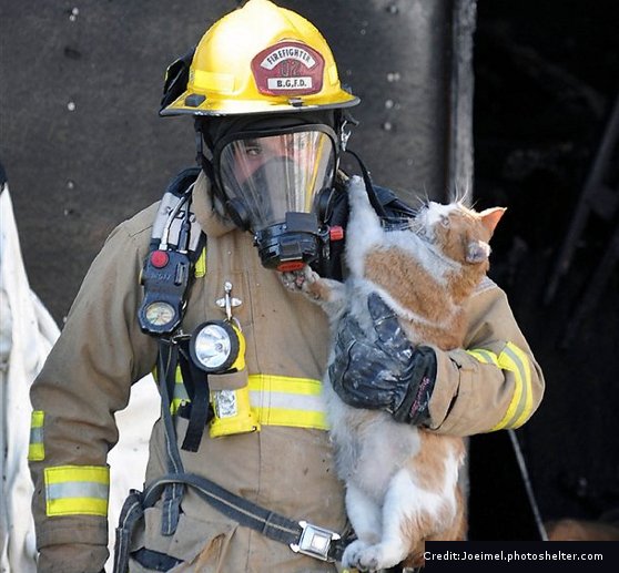 Tűzből kimentett cicák és bátor megmentőik - fotók