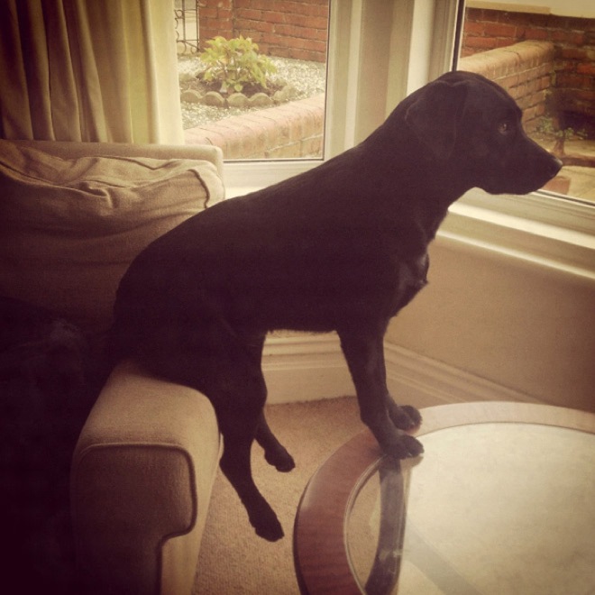 Ezek az állatok nem nagyon boldogulnak a bútorokkal - vicces fotók