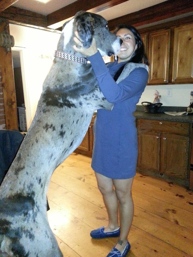 19 hatalmas kutya, akik gazdijaik fejére nőttek - vicces képek