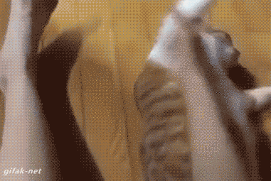 20 macskás gif, amit ha megnézel egész nap mosolyogni fogsz