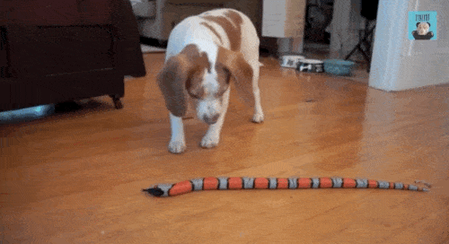 Miért félnek a gyerekek a kígyóktól?