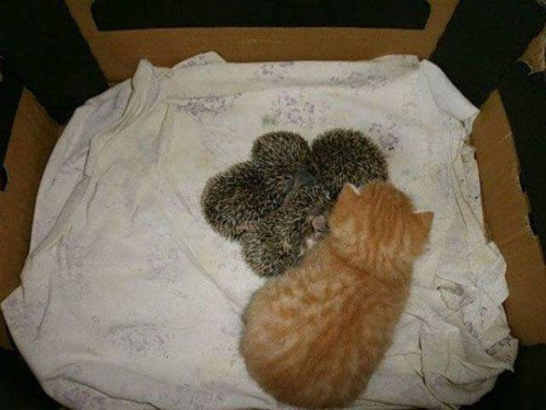 Süniket nevel egy anyacica Süniket nevel egy anyacica