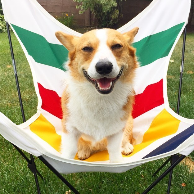 Itt egy csomó kiskutya, akiktől szebb lesz a napod!