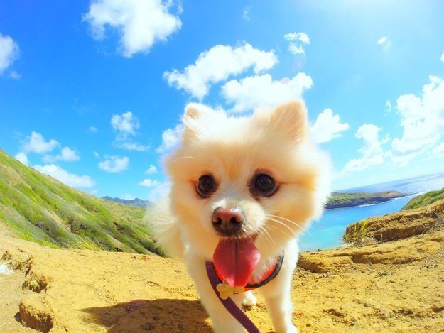 Itt egy csomó kiskutya, akiktől szebb lesz a napod!