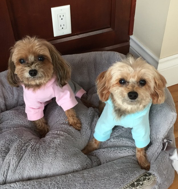 Itt egy csomó kiskutya, akiktől szebb lesz a napod!