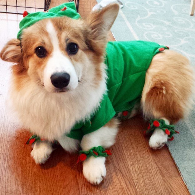 Itt egy csomó kiskutya, akiktől szebb lesz a napod!