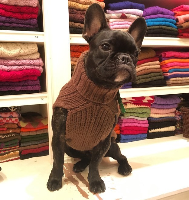 Itt egy csomó kiskutya, akiktől szebb lesz a napod!