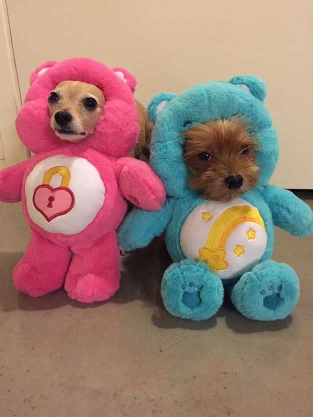 Itt egy csomó kiskutya, akiktől szebb lesz a napod!