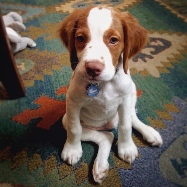 Itt egy csomó kiskutya, akiktől szebb lesz a napod!