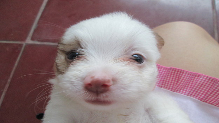 Itt egy csomó kiskutya, akiktől szebb lesz a napod!