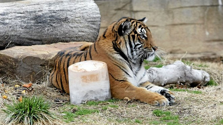 Az állatkerti vadállatok nem életképesek a természetes élőhelyükön (Fotó: Tumblr)