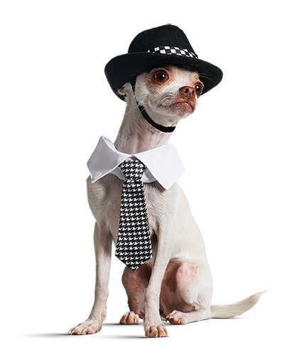 Gwen Stefani punk kutyáknak tervez