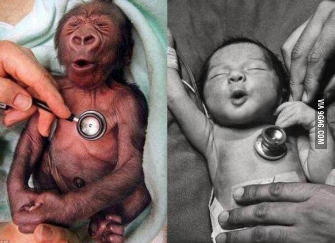 A nap képe: ennyire hasonlít a baba és a kismajom