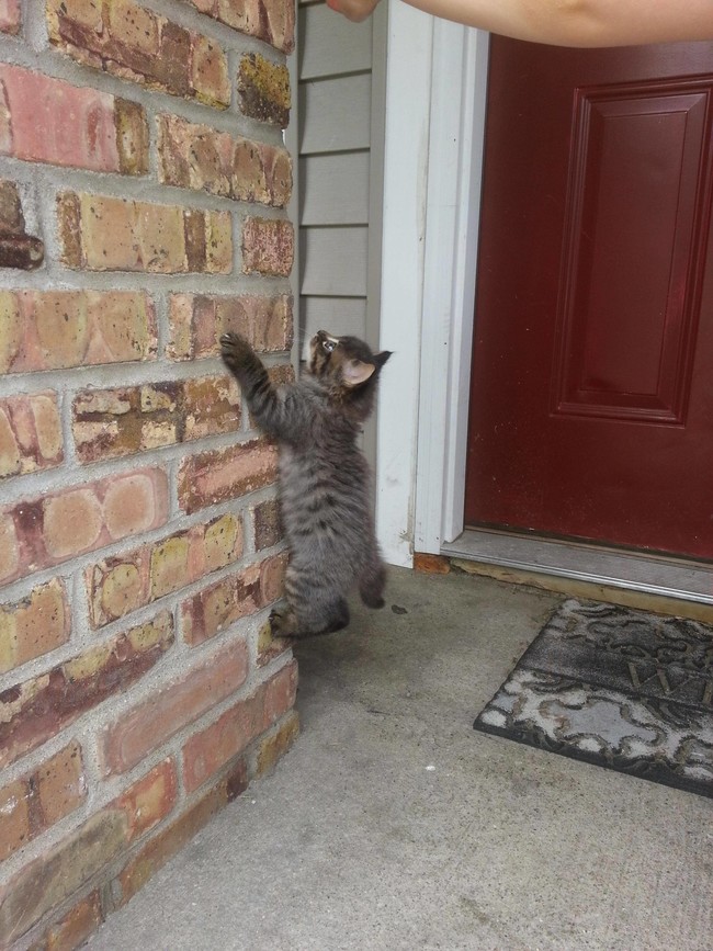 23 vicces gif olyan állatokról, akik kipróbálták, hogy milyen ninjaként élni