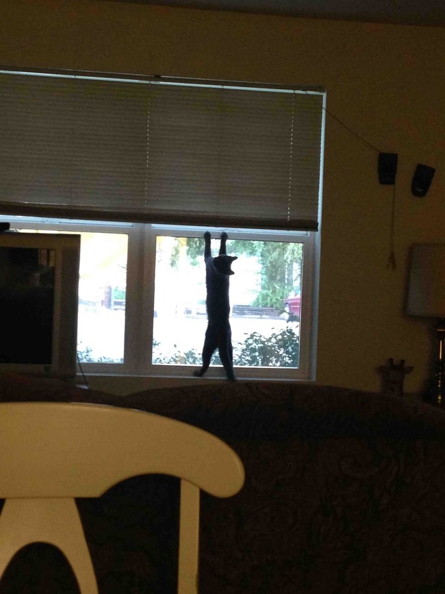 22 vicces gif olyan állatokról, akik kipróbálták, hogy milyen ninjaként élni