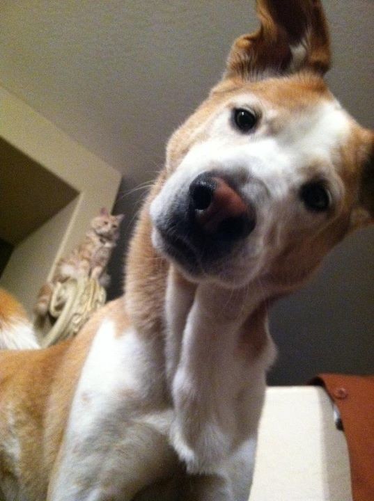 22 vicces gif olyan állatokról, akik kipróbálták, hogy milyen ninjaként élni