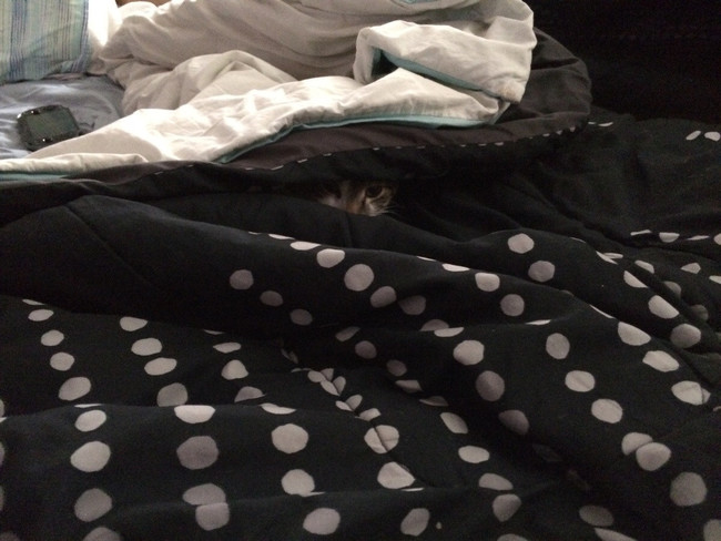 22 vicces gif olyan állatokról, akik kipróbálták, hogy milyen ninjaként élni