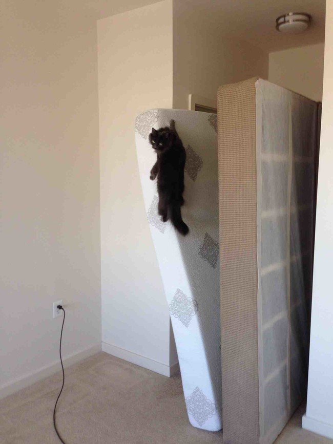 22 vicces gif olyan állatokról, akik kipróbálták, hogy milyen ninjaként élni