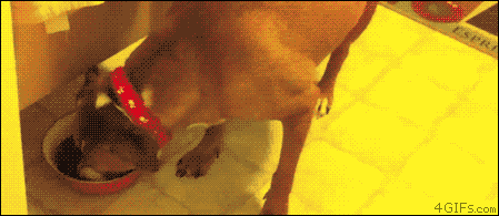 23 vicces gif olyan állatokról, akik kipróbálták, hogy milyen ninjaként élni