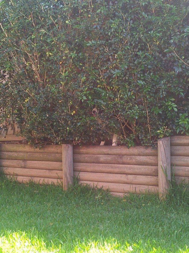 23 vicces gif olyan állatokról, akik kipróbálták, hogy milyen ninjaként élni