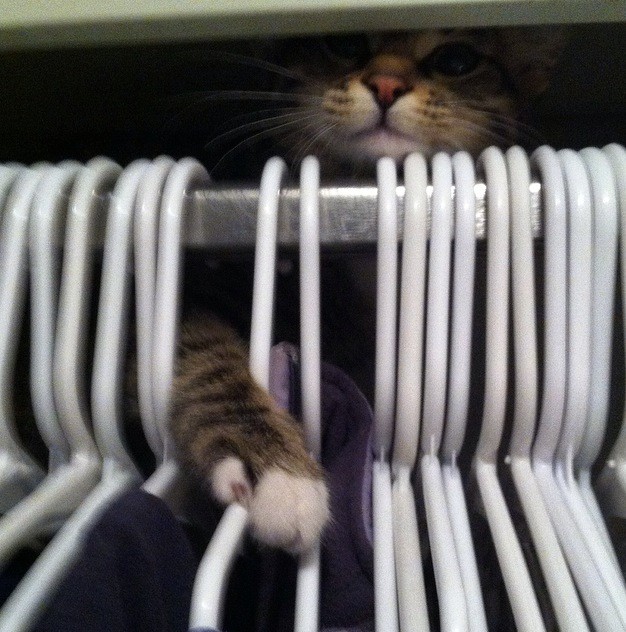 23 vicces gif olyan állatokról, akik kipróbálták, hogy milyen ninjaként élni