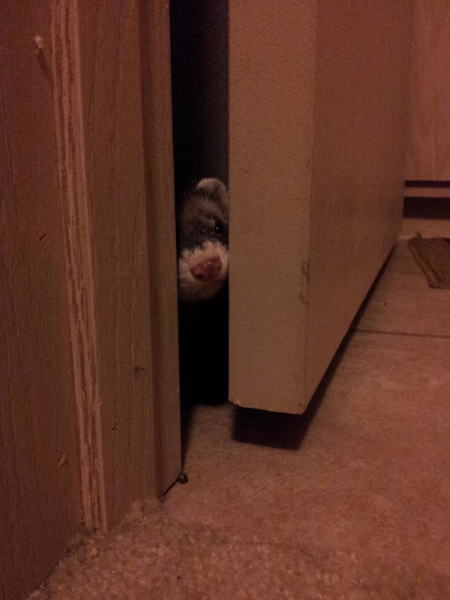 23 vicces gif olyan állatokról, akik kipróbálták, hogy milyen ninjaként élni