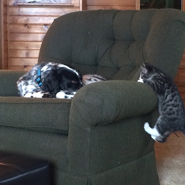 22 vicces gif olyan állatokról, akik kipróbálták, hogy milyen ninjaként élni