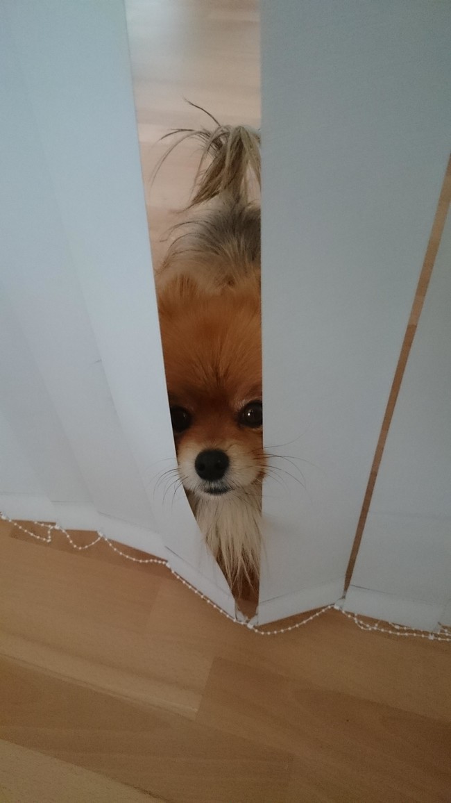 22 vicces gif olyan állatokról, akik kipróbálták, hogy milyen ninjaként élni