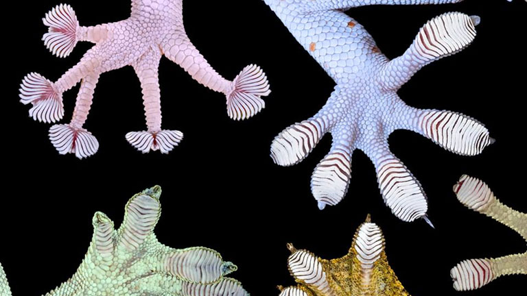 A gekkók lábain található kis szőrök segítik a tapadást (Fotó: Tumblr)