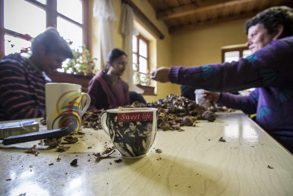 A besencei közmunkások diót pucolnak Fotó: Hajdú D. András
