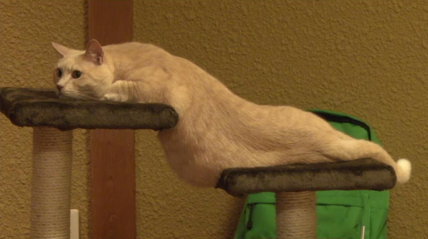 18 macska, akik annyira hajlékonyak, hogy arra nincsenek szavak