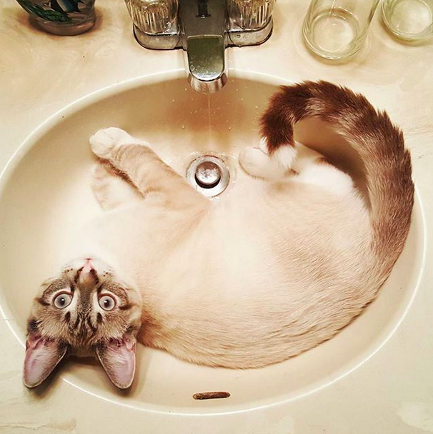 18 macska, akik annyira hajlékonyak, hogy arra nincsenek szavak