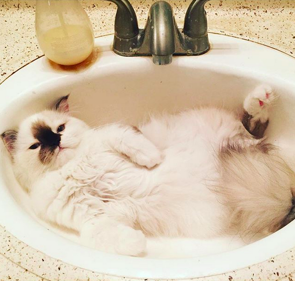 18 macska, akik annyira hajlékonyak, hogy arra nincsenek szavak