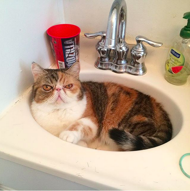 18 macska, akik annyira hajlékonyak, hogy arra nincsenek szavak