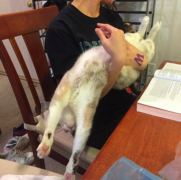 18 macska, akik annyira hajlékonyak, hogy arra nincsenek szavak