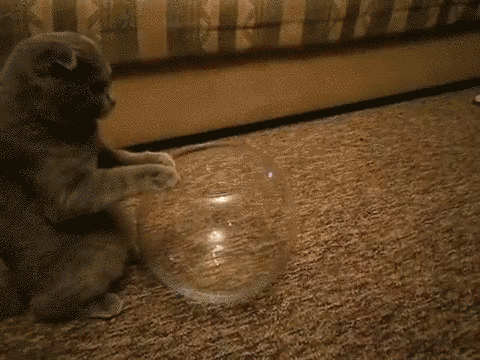 18 macska, akik annyira hajlékonyak, hogy arra nincsenek szavak