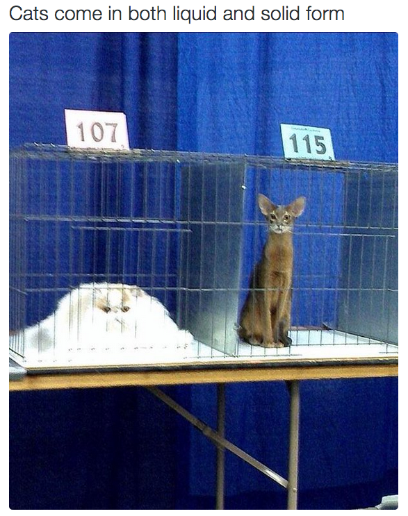 18 macska, akik annyira hajlékonyak, hogy arra nincsenek szavak