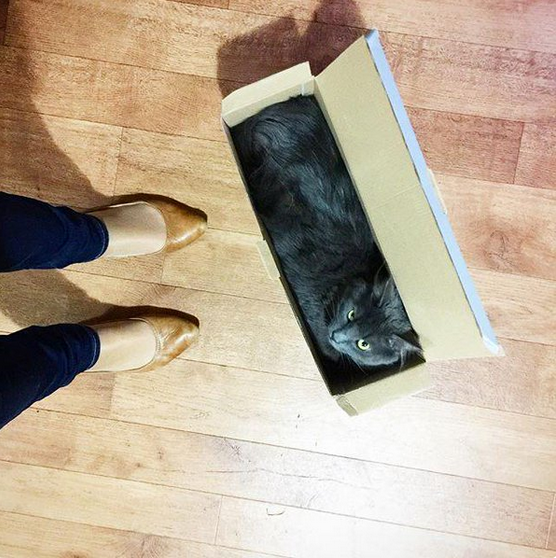 18 macska, akik annyira hajlékonyak, hogy arra nincsenek szavak